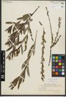 Foto von Salix purpurea L.
